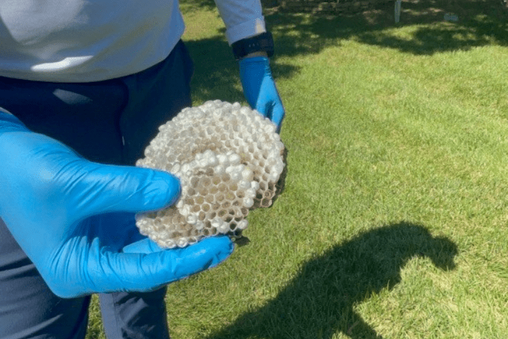 A Lookout Pest Control technician handling a paper wasp nest that a homeowner missed on DIY pest control
